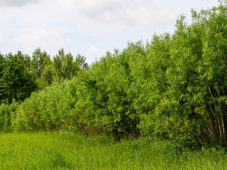 Med en bränslemarknad där priserna har stigit senaste åren vill Solör Bioenergi bidra till att väcka liv i salix-branschen oc