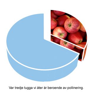 Var tredje tugga vi äter är, direkt eller indirekt, beroende av pollinering.