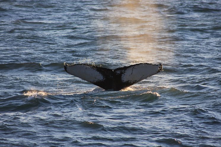 Valsafari utanför Reykjavik - Island