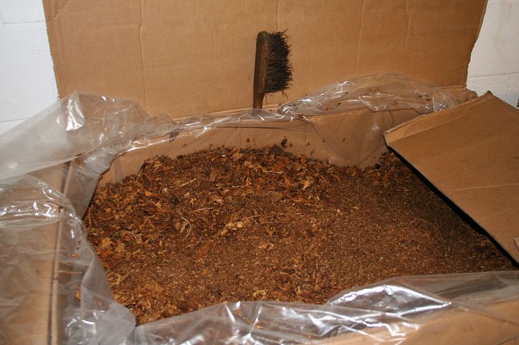 Operation hippolamp tobacco pic6