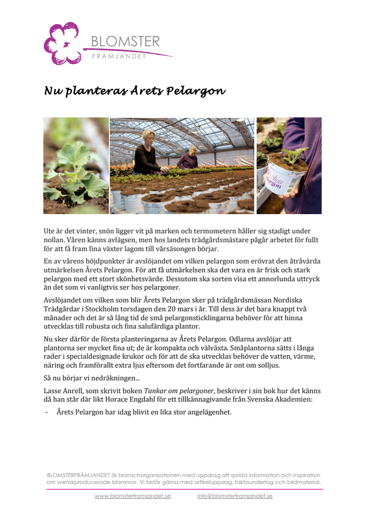 Nu planteras Årets Pelargon 2014