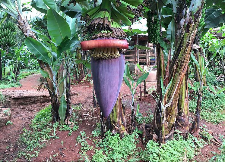 Bananenstaude Kenia_Lin Bautze