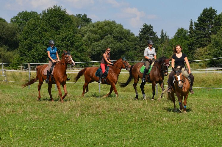 Leipzig und die Region sind ein Paradies für Pferdefreunde 