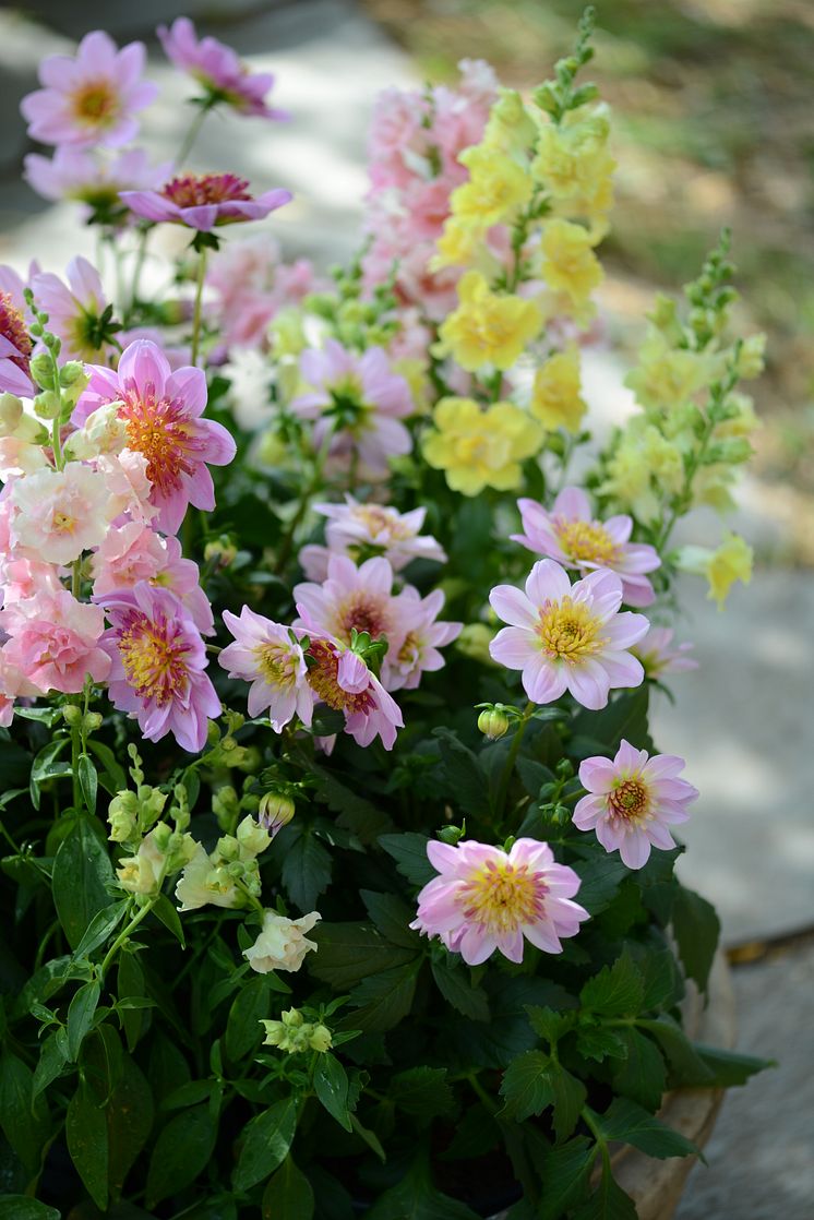 Årets Victoriadahlia 2025 - ’Starburst Pink’
- en Anemonblommig Sommardahlia som det påtagligt sprakar om.