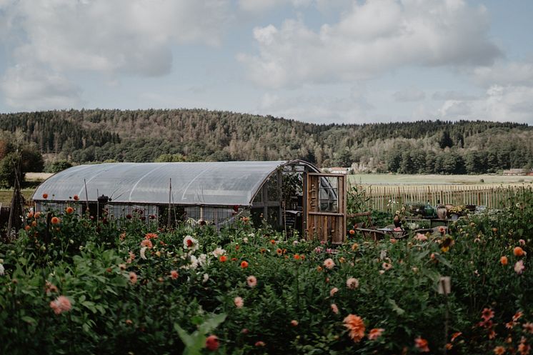 Självplockning_Håkesgård_Foto Håkesgård