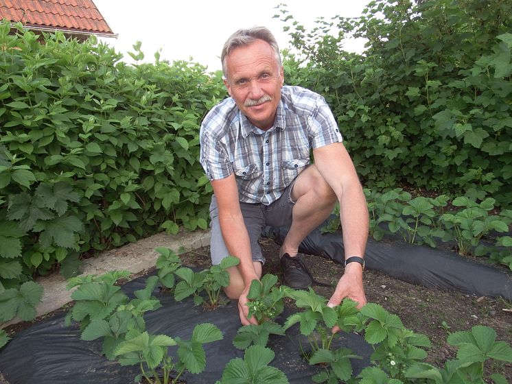 Magnus Engstedt har koll på plockningsläget av jordgubbar i landet.