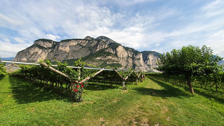 Dolomites vineyard