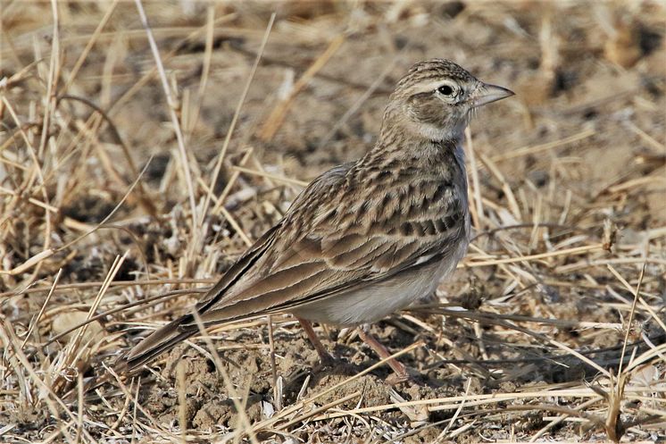 Short-toed Lark 