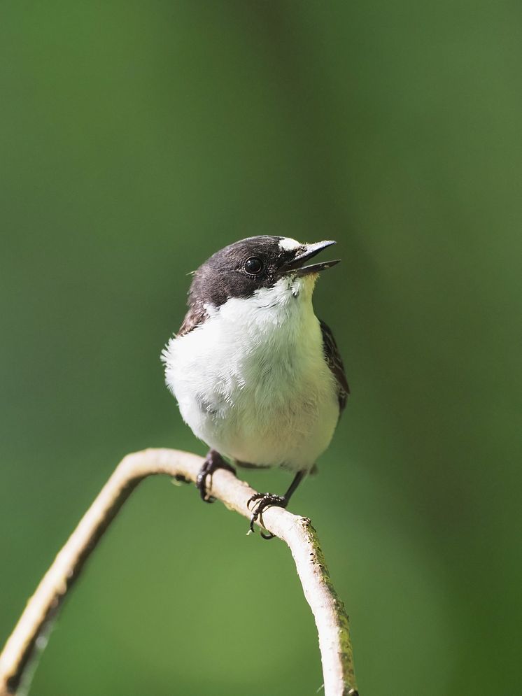 Pied Flycatcher 1 - Foto Tom Wallis