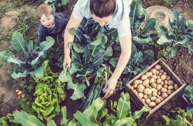 Pressbild mamma, barn i grönsaksland