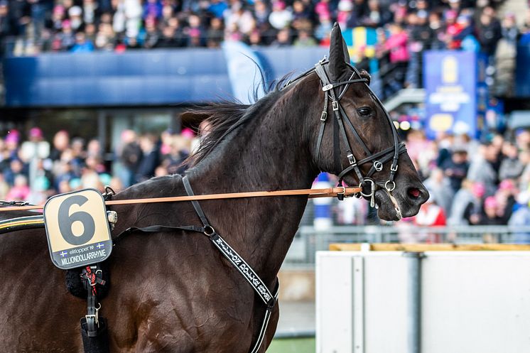 Milliondollarrhyme kommer till Elitloppet 31 maj