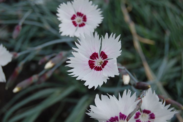 Fjädernejlika, Dianthus Plumarius-Gruppen 'Marieberg' Svenskt kulturarv