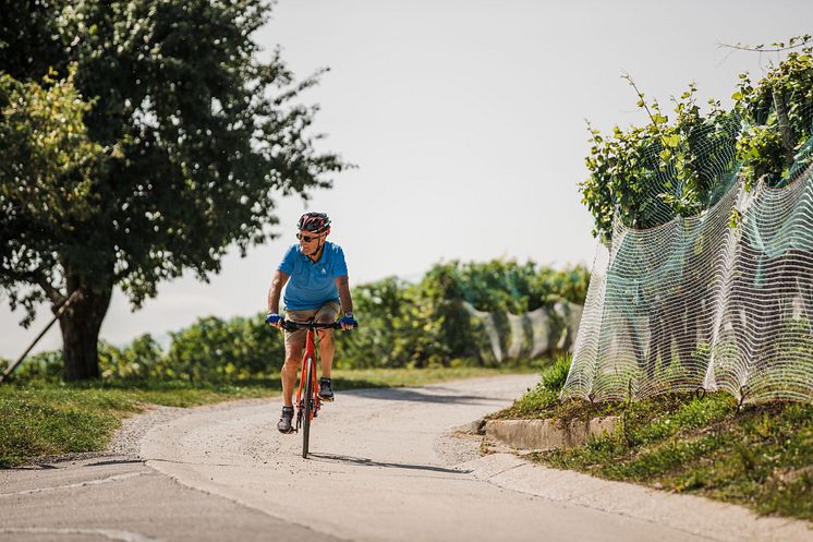 Velofahrer am Mont Vully am Murtensee : Region Fribourg 