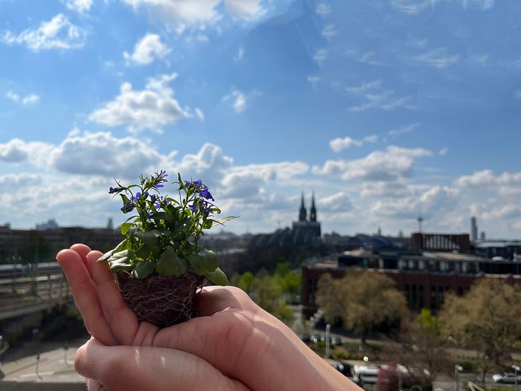 Zurich unterzeichnet Kllimaerklärung Köln