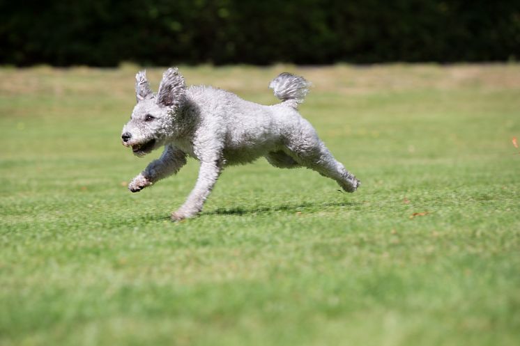 Full fart med hunden Nissa