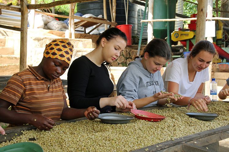 Ein Kaffee, der Schule macht. Louisenlunder Schülerinnen bei der Arbeit auf der Plantage Gitesi