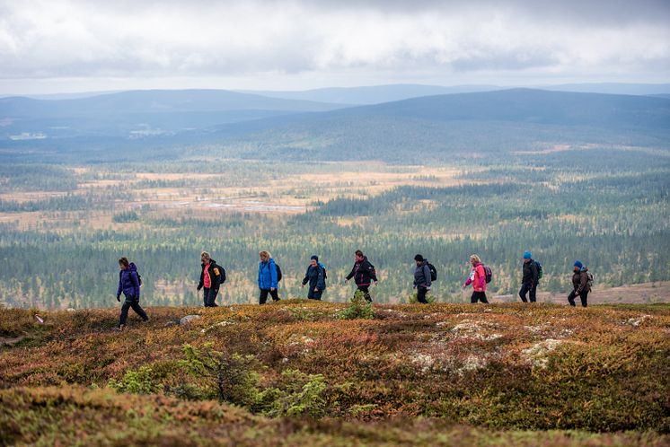 Rypene inntok Trysilfjellet