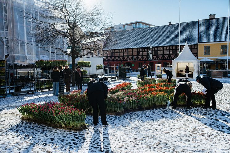 Gunnar Kaj skapar en kurbits av tulpaner