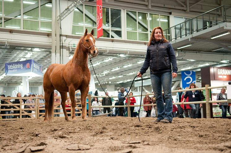 EuroHorse Paddock 2