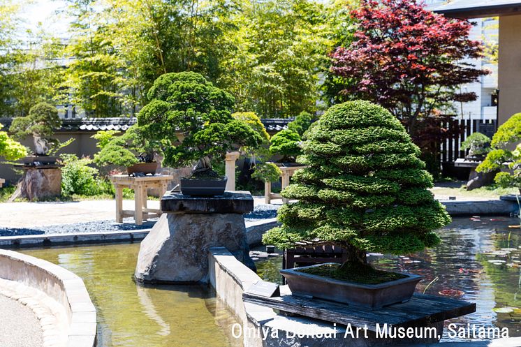 Omiya Bonsai Festival(2)