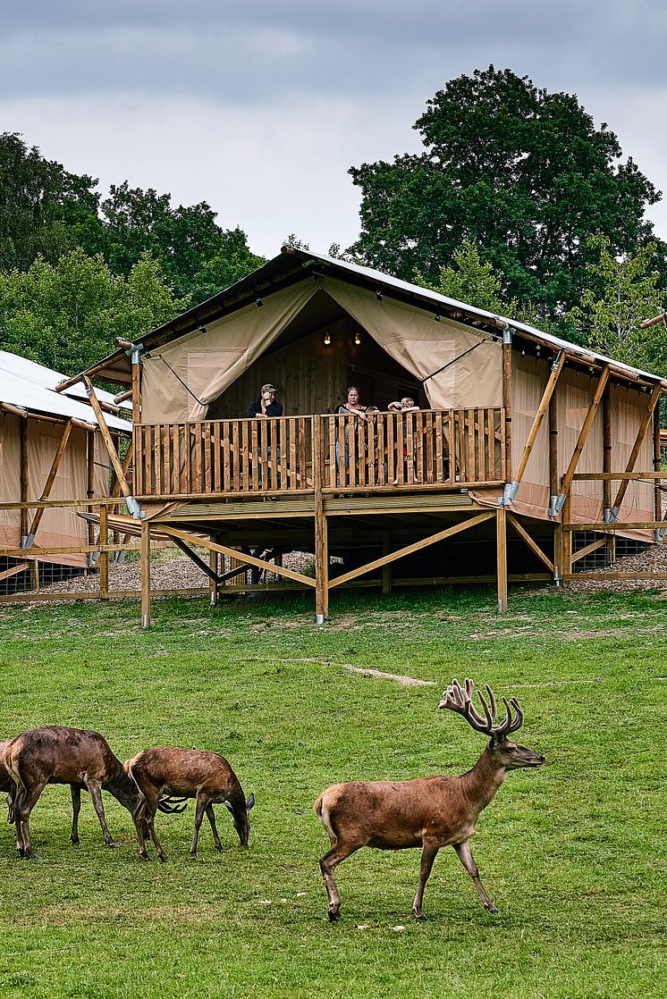 Wild Lodge och kronhjortar