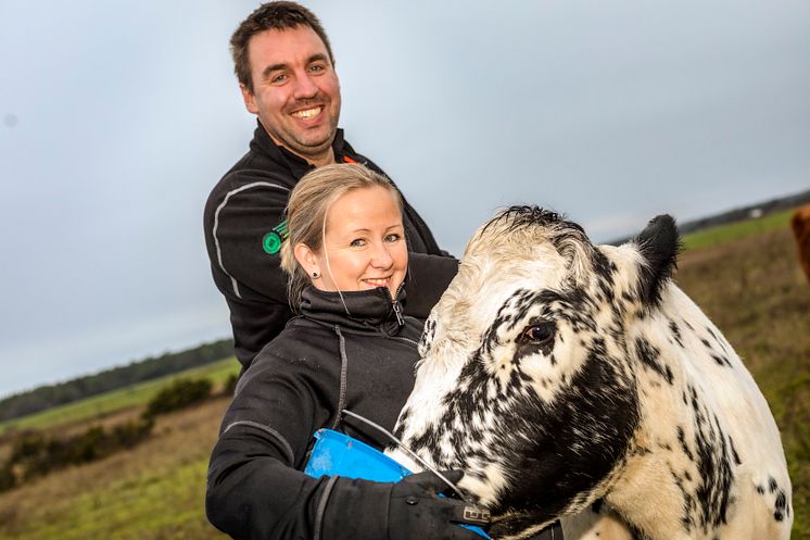 Erik Levander och Maria Eriksson på Bols Gård i Havdhem på södra Gotland deltar i Smak av Gotlands projekt Fossilfritt kött. 