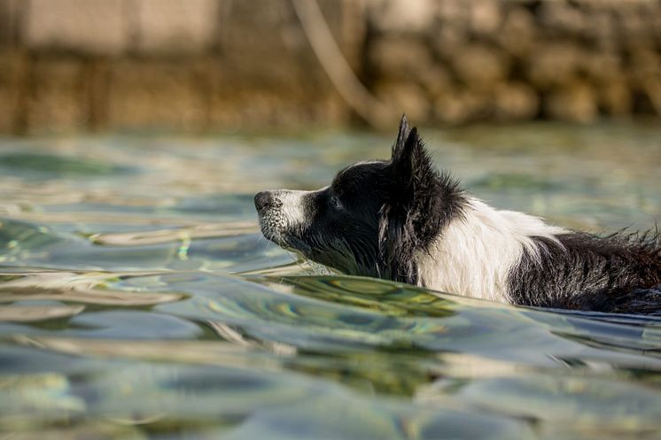 Fressnapf Sommer Hund 5.JPG