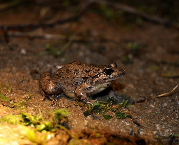 Iberian painted frog