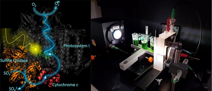 Im Tandem mit der Humboldt Universität zu biotechnologischen Verfahren der Zukunft