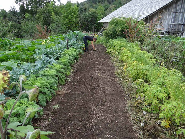 Selbstversorger im eigenen Garten haben Zukunft-1