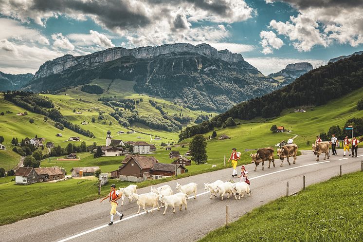 Alpabzug mit Geissen und Kuehen bei Schwende, Appenzell ©Switzerland Tourism : Jan Geerk