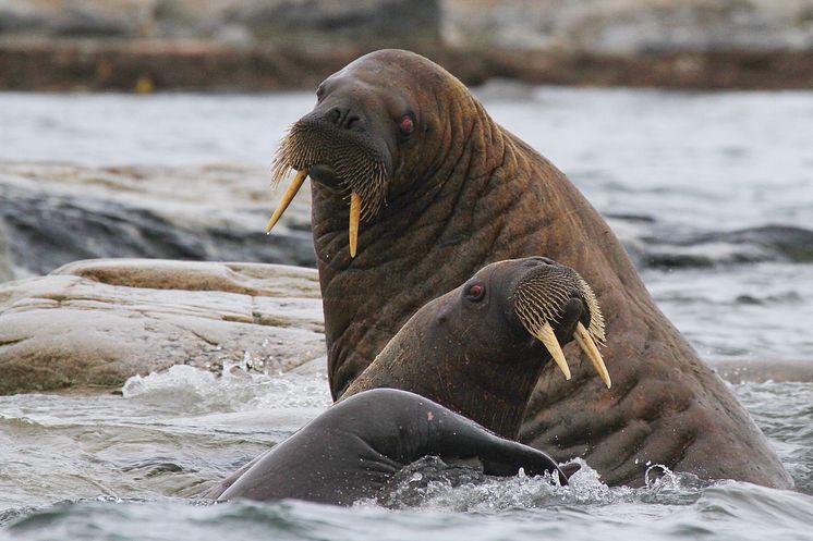 Walrus at Svalbard © Ph. Luca Bracali - Visit Norway (1).JPG