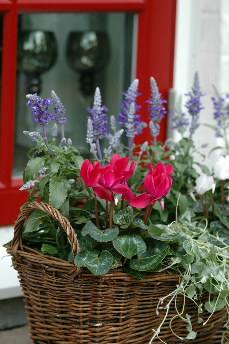 Cyclamen ´Tianis Garden´