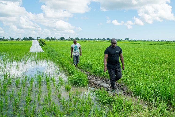 Dr Wolfgang Richard Mukabana of University of Nairobi inspecting the rice paddies