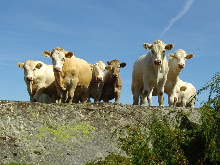 Köttdjur, foto Karin Wallin