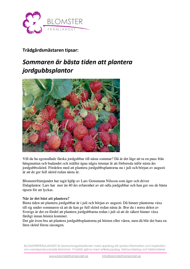 Trädgårdsmästaren tipsar:  Sommaren är bästa tiden att plantera jordgubbsplantor