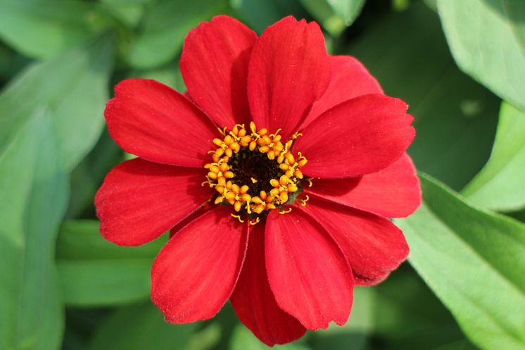 Zinnia Profusion Red