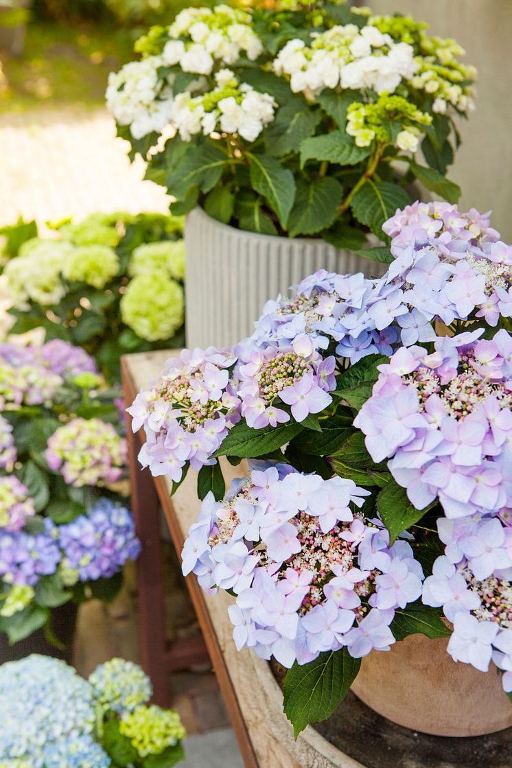 Hortensia - en effektiv luftfuktare med ljuvlig blomning