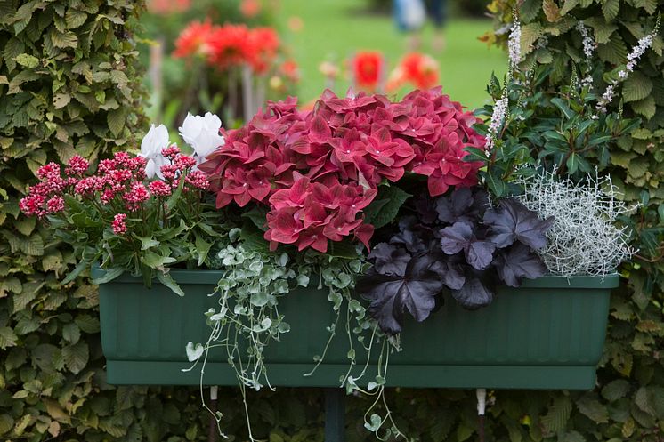 Balkonglåda med blommor i rosa nyanser