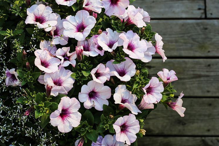 Petunia och snötörel