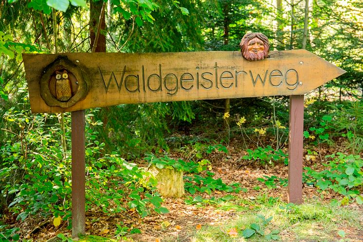 Waldgeisterweg im Greifensteinwald