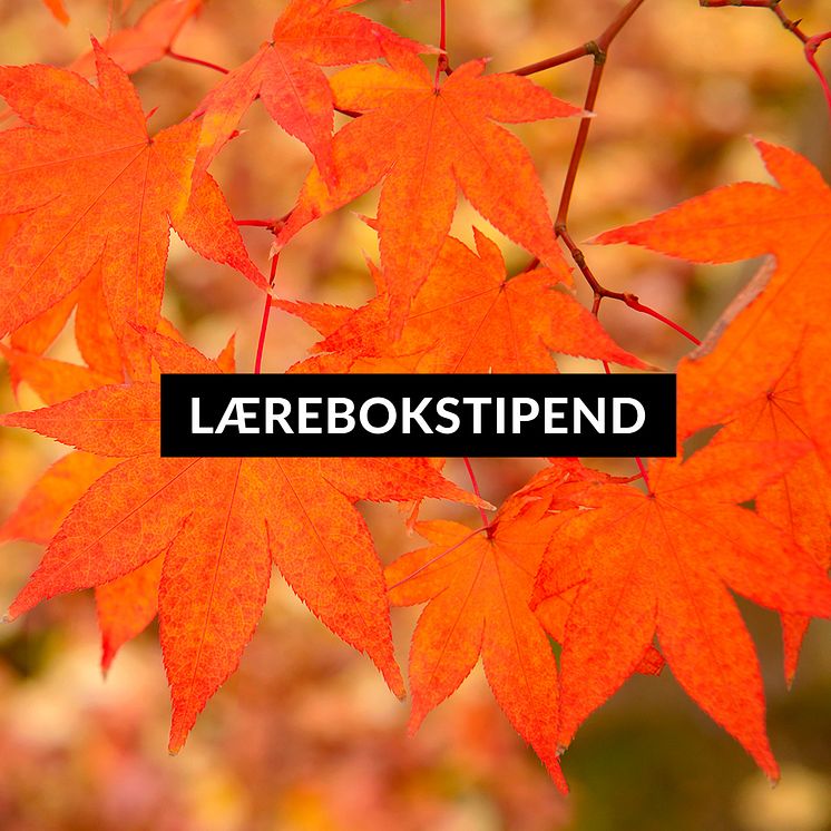 INSTAGRAM---Lærebokstipend-autumn-11.jpg