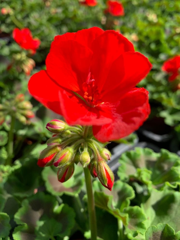 Sommarblomsodling hos Görarps Blomsterproduktion