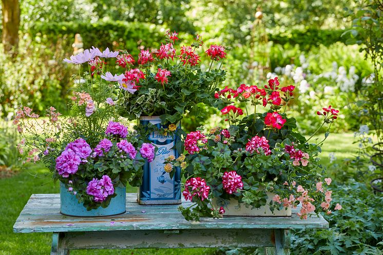 2020_Geraniums_1000_Wellness_Garden_17