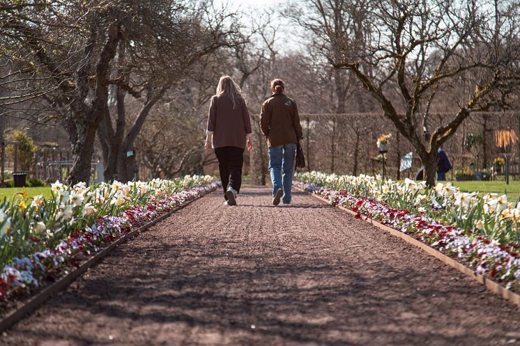 Sofiero_2023_Vårflor_grusgång_foto_AndersAhlgren