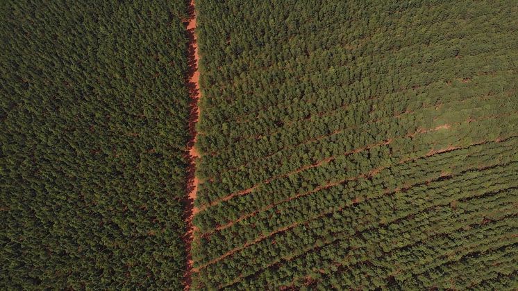 Aerial view Pine Plantations