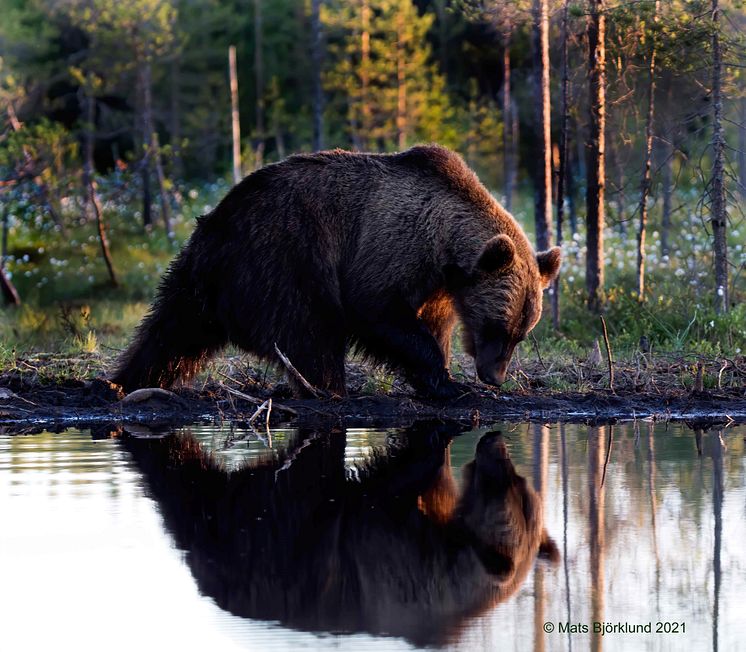 Scandinavian brown bear