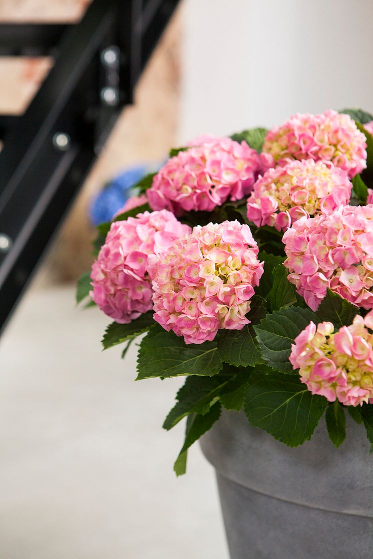 Hortensia - en effektiv luftfuktare med ljuvlig blomning