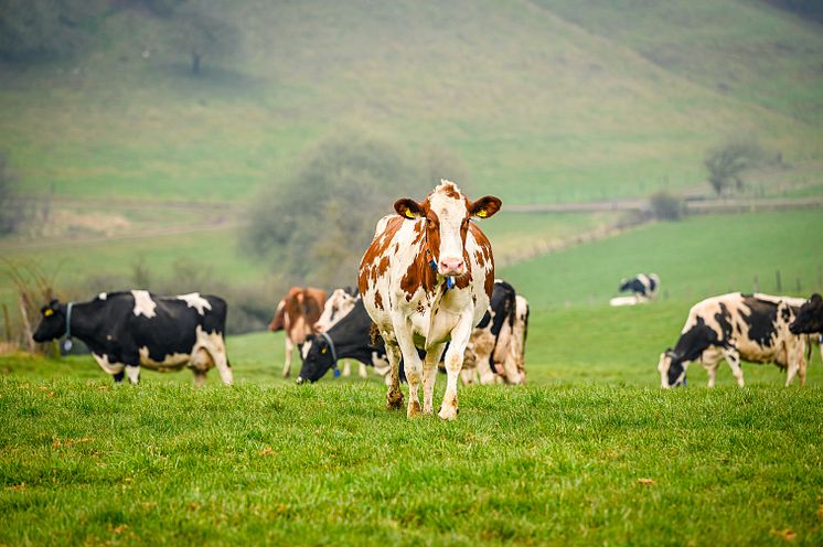 Arla_Kühe Biobetrieb in der Nordeifel_Weidegang.jpg