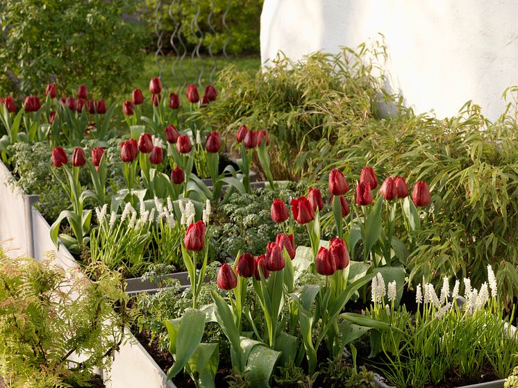 Blomsterlökar i kryddlandet 1